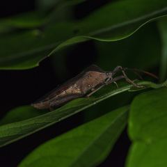 Pseudomictis