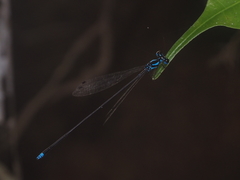 Coeliccia membranipes