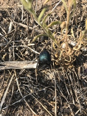 Cysteodemus wislizeni