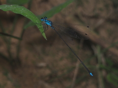 Coeliccia membranipes
