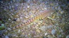 Cophosaurus texanus scitulus