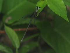Coeliccia membranipes