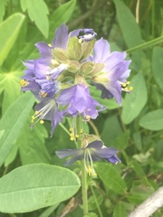 Polemonium occidentale occidentale