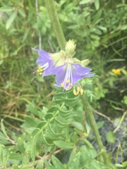 Polemonium occidentale occidentale
