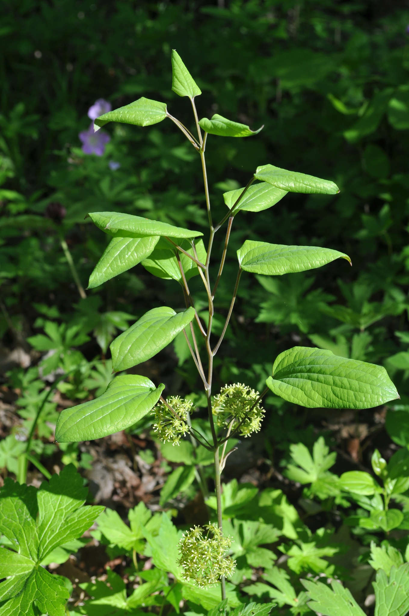 Smilax illinoensis
