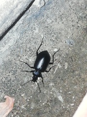 Calosoma peregrinator