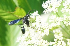 Sphecini