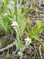 Antennaria pulcherrima