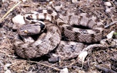 Telescopus fallax iberus