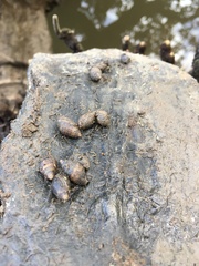 Ellobiidae
