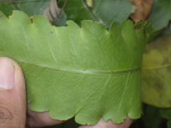 Pleocnemia irregularis