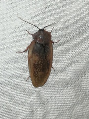 Homoeogamia mexicana