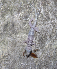 Gekko chinensis