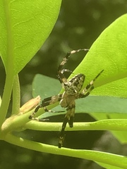 Araneus nordmanni