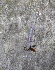 Gekko chinensis