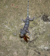 Gekko chinensis