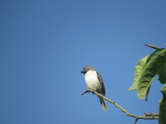 Sporophila telasco