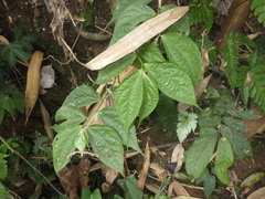 Elatostema