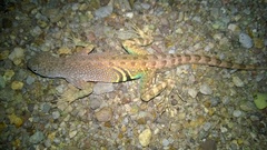 Cophosaurus texanus scitulus