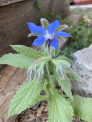 Borago
