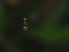 Cyclosa bulla