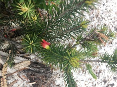 Stenanthera pinifolia