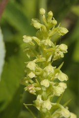 Platanthera flava