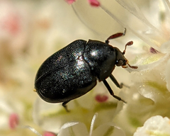 Orphilus subnitidus