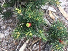 Stenanthera pinifolia