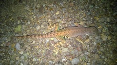 Cophosaurus texanus scitulus