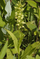 Platanthera flava