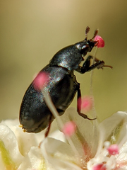 Orphilus subnitidus