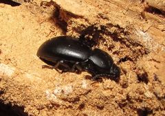 Coelometopus clypeatus