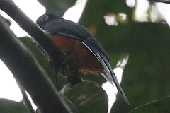 Trogon bairdii