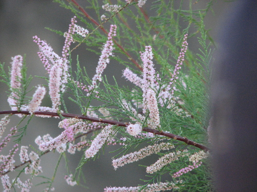 Tamarix ramosissima