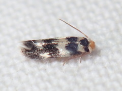 Etainia sericopeza