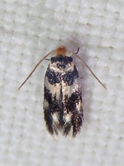 Etainia sericopeza