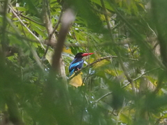 Halcyon cyanoventris