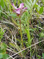 Pedicularis sudetica