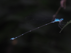 Coeliccia membranipes