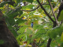 Halcyon cyanoventris