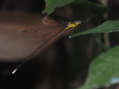 Coeliccia membranipes