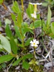Primula egaliksensis