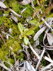 Primula egaliksensis