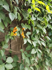 Pyrostegia