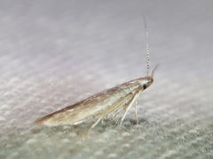 Tischeriidae