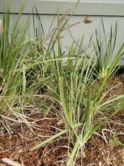 Dietes grandiflora