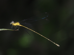 Coeliccia membranipes