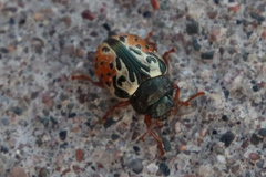 Calligrapha spiraeae