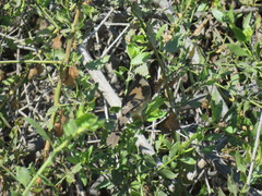 Xenospingus concolor